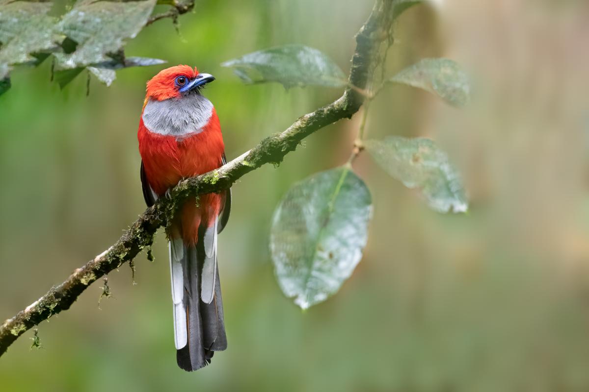 Whitehead's Trogon