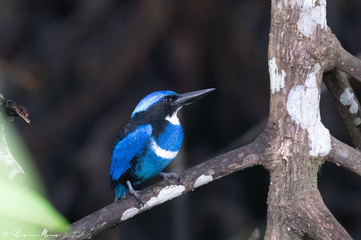 Blue-and-black Kingfisher