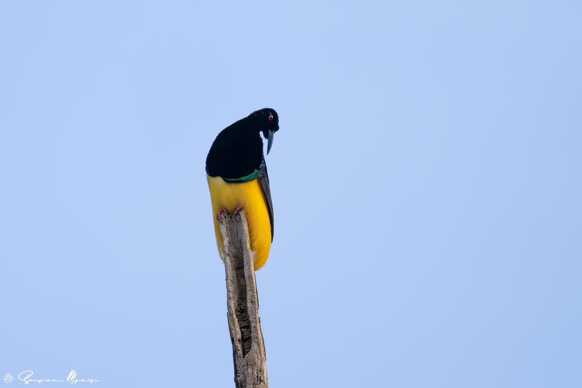 Twelve-wired Bird-of-Paradise