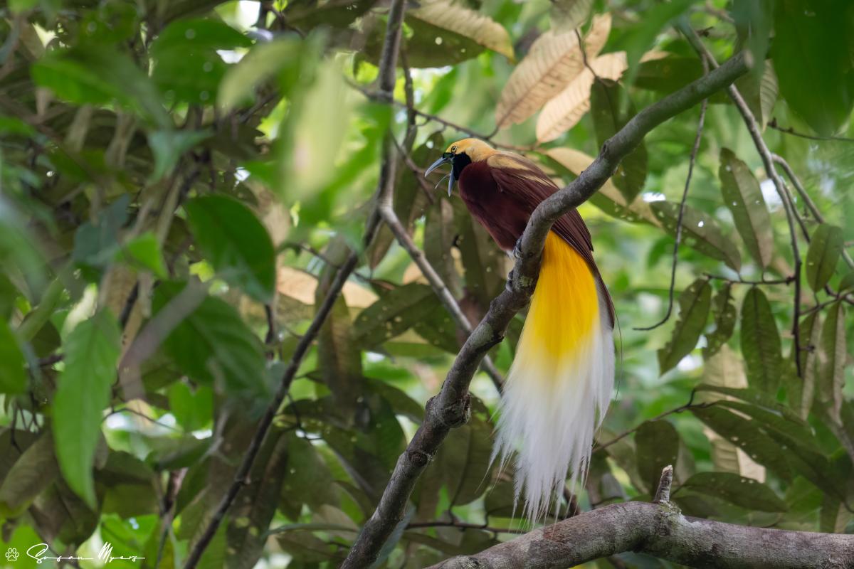 Lesser Bird-of-Paradise