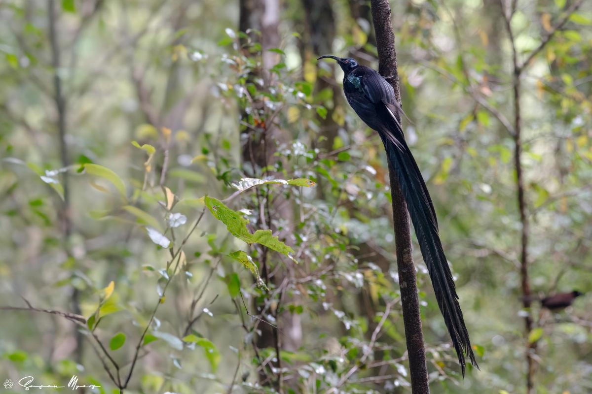 Black Sicklebill