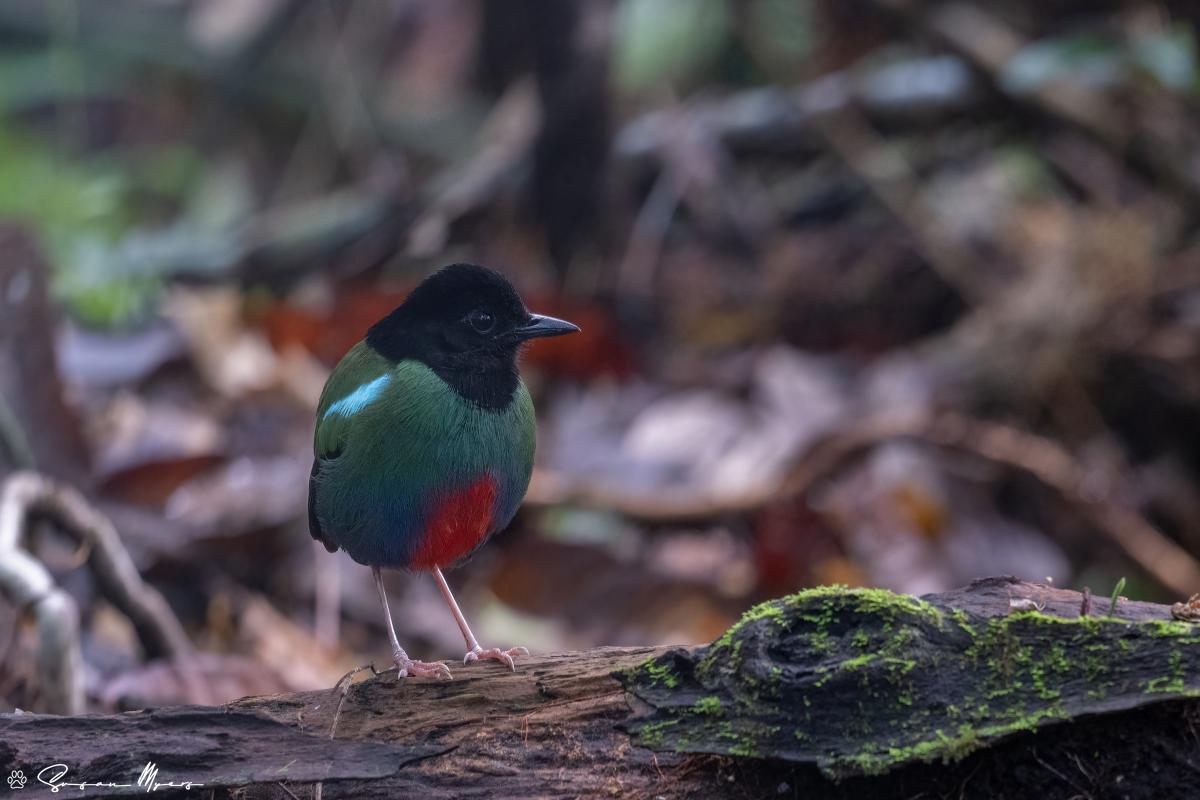 Eastern Hooded Pitta