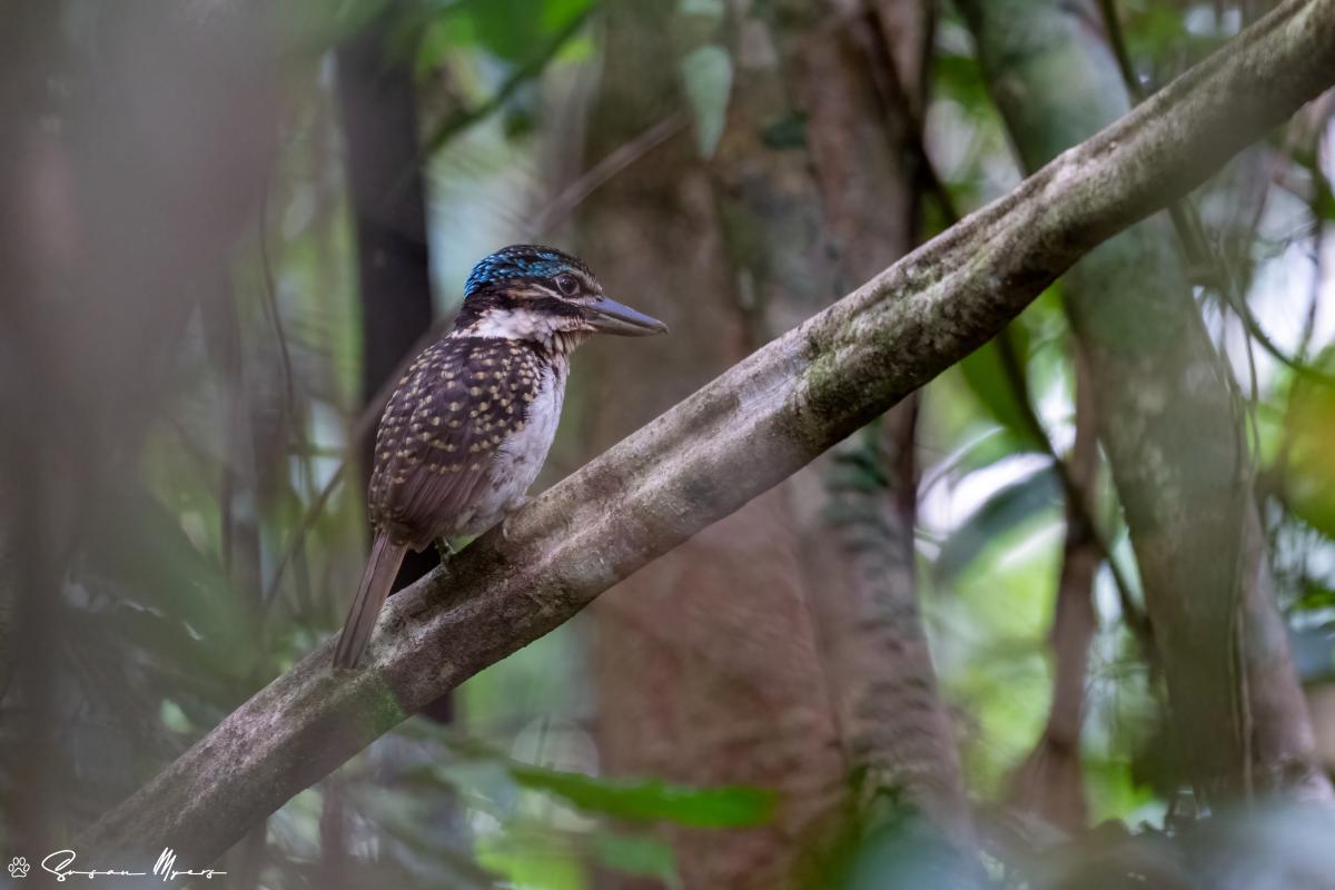 Hook-billed Kingfisher