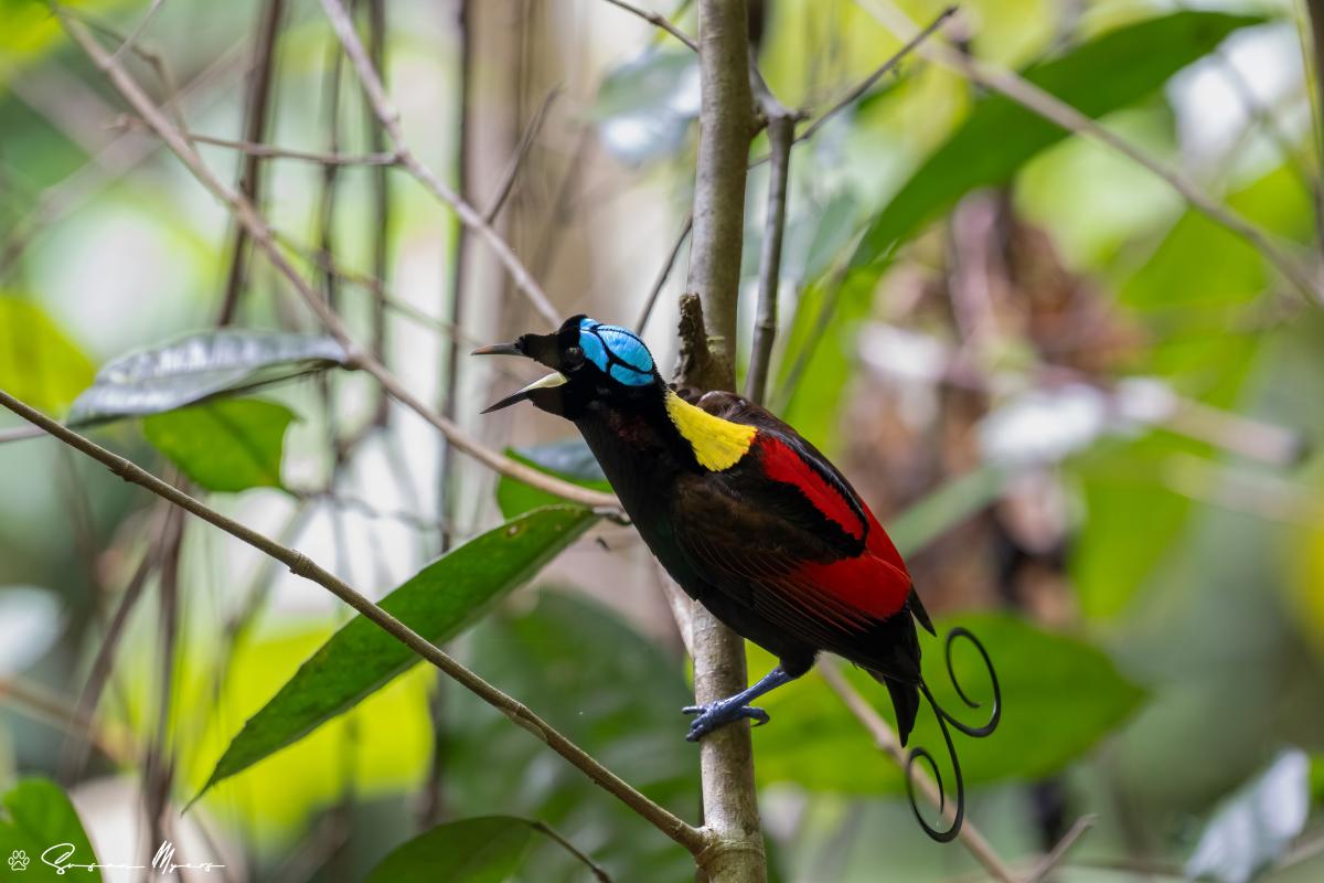 Wilson's Bird-of-Paradise