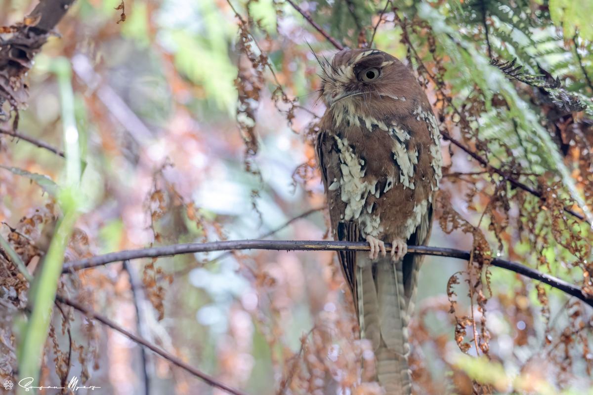 Feline-owlet Nightjar