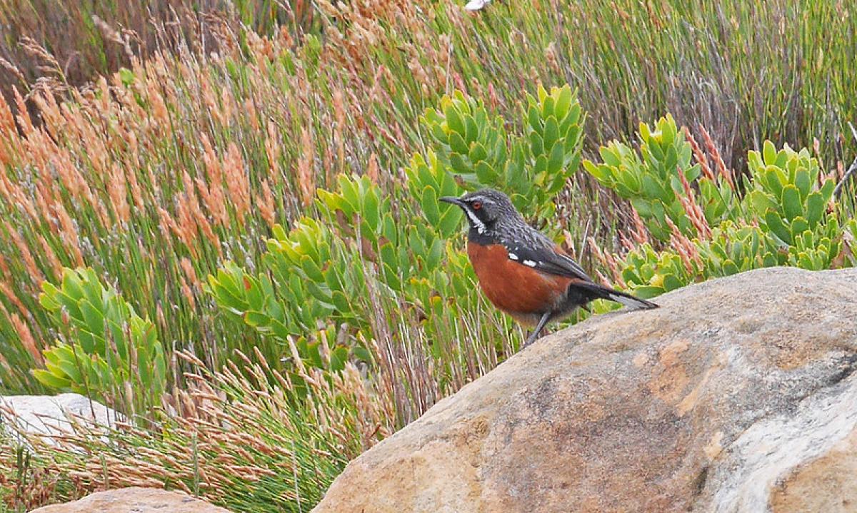 Cape Rockjumper