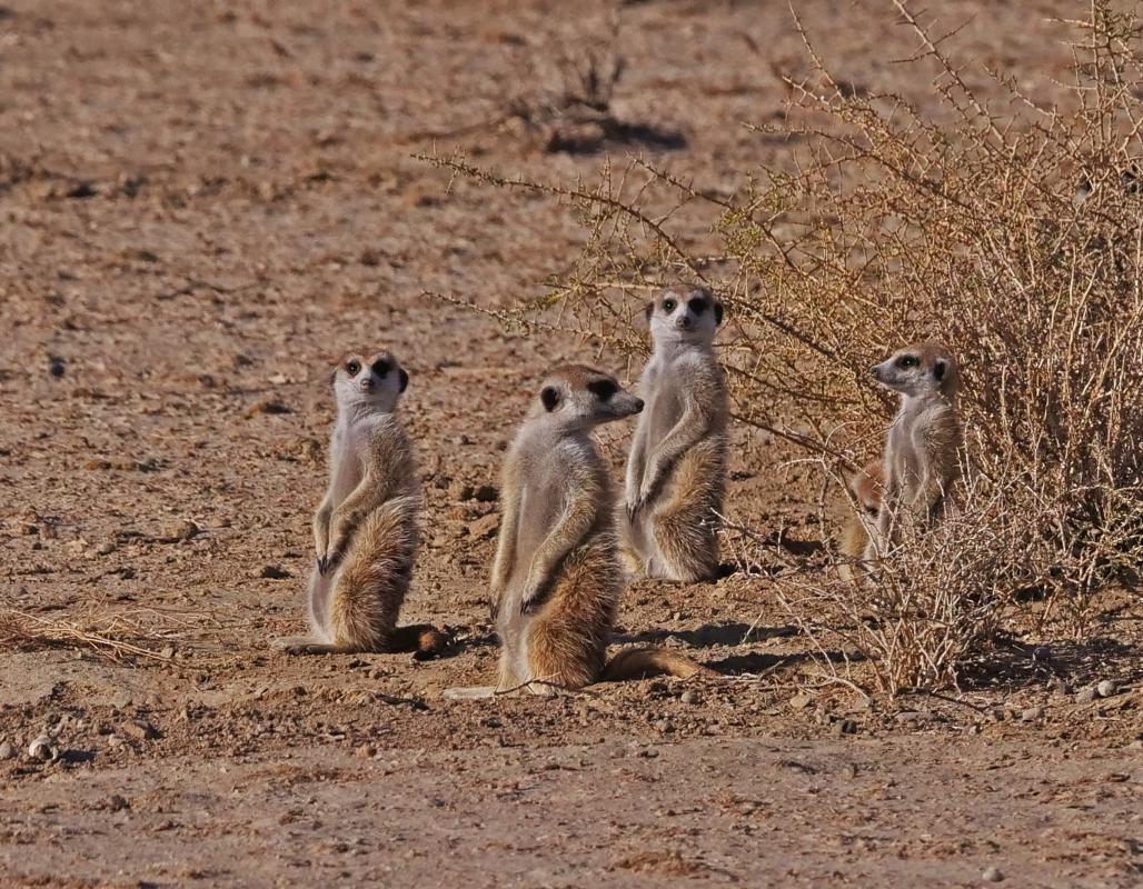 Meerkats