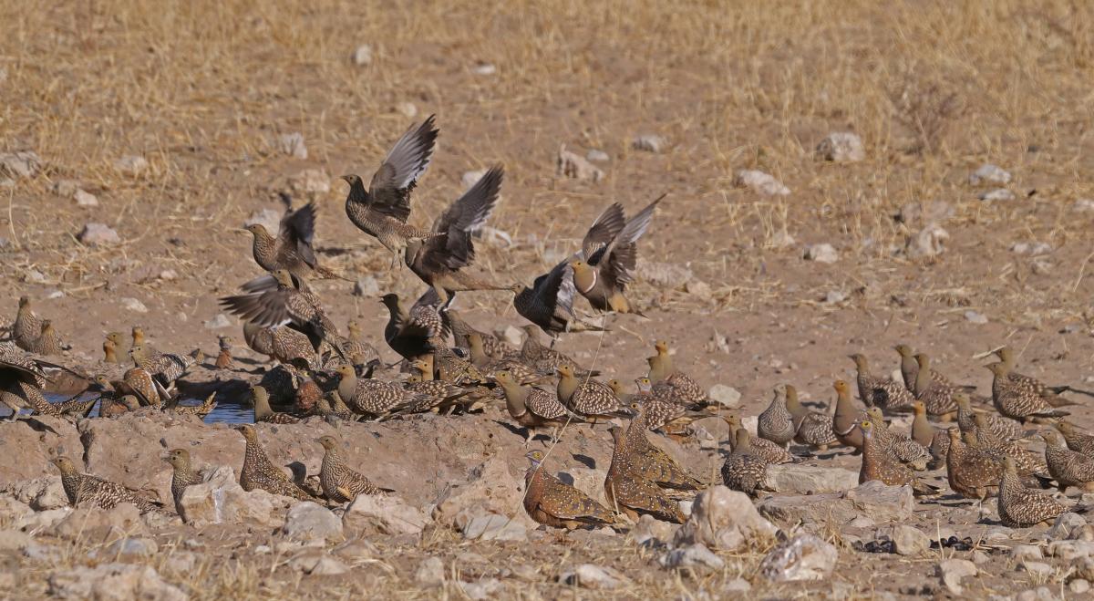 Namaqua and Burchell's Sandgrouse