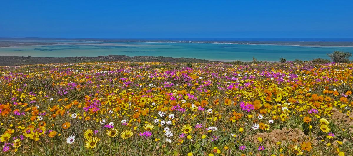 West Coast flowers