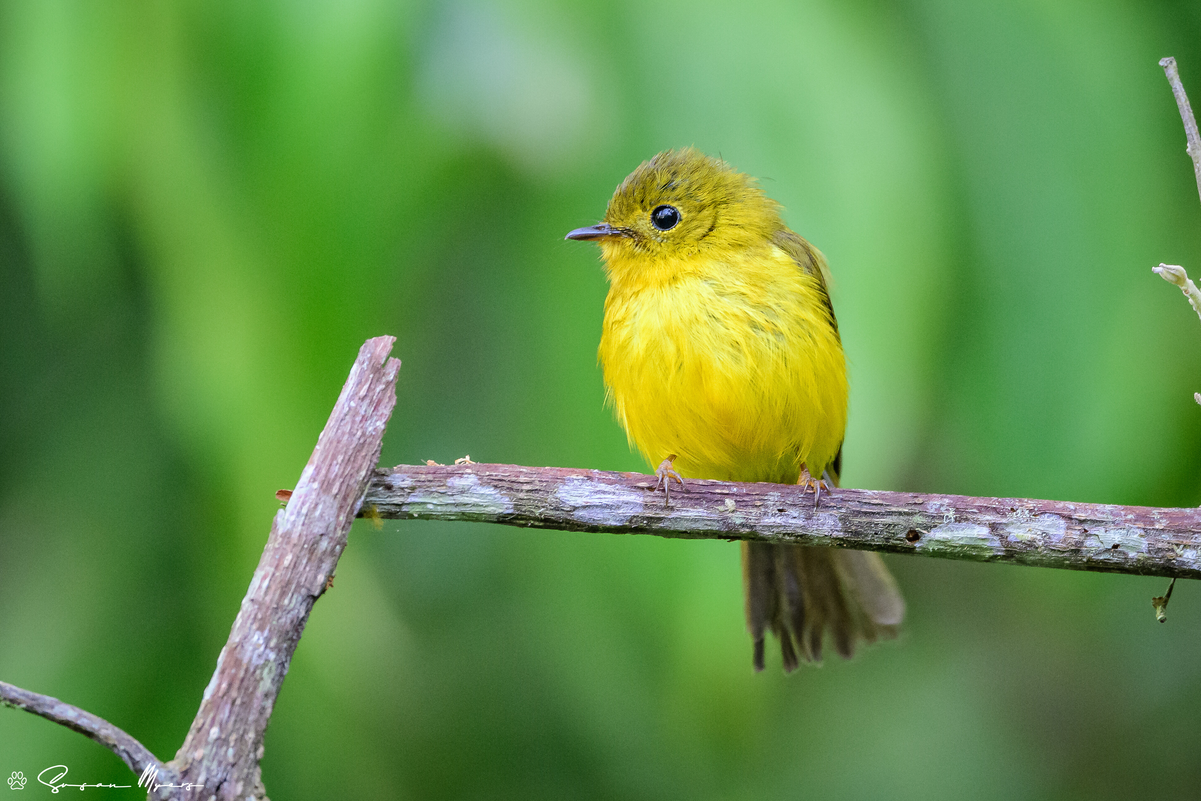 Citrine Canary Flycatcher - Indonesia Sulawesi - Myers.jpg