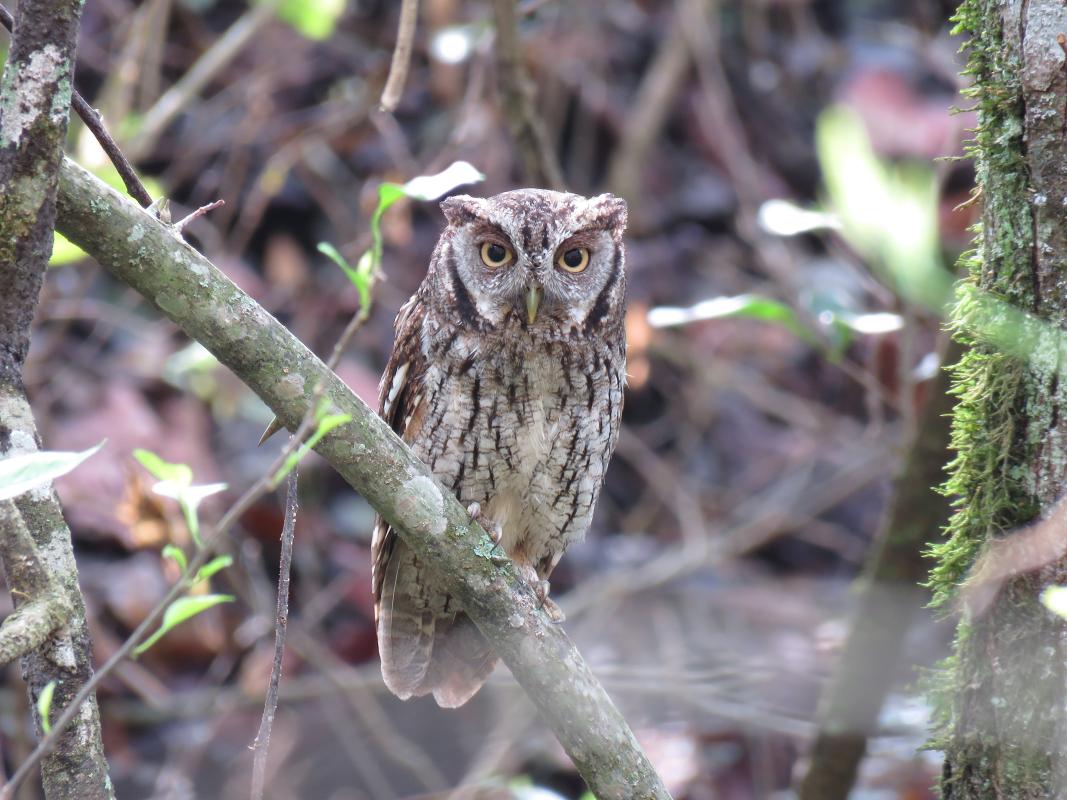 Tropical Screech-Owl - Bolivia Choco - Hoyer.jpg