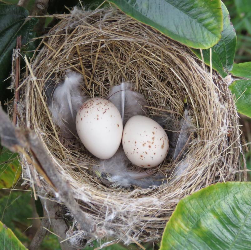  Lesser Elaenia nest with eggs