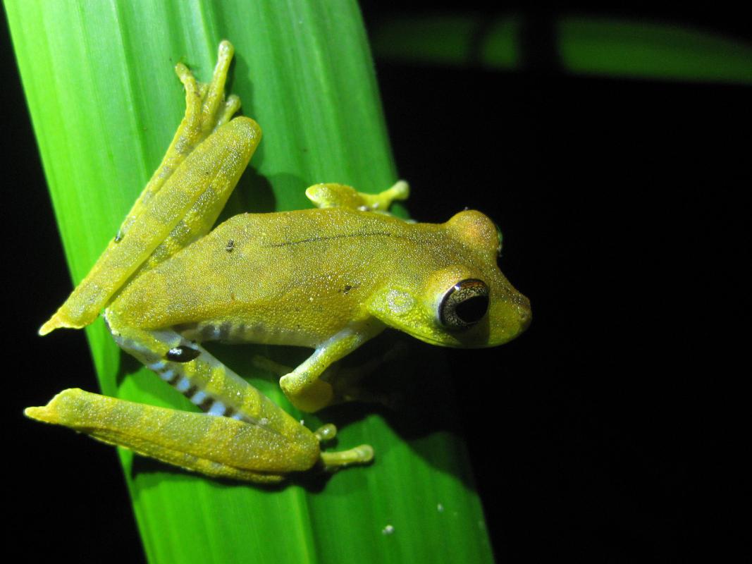  Gladiator Tree Frog