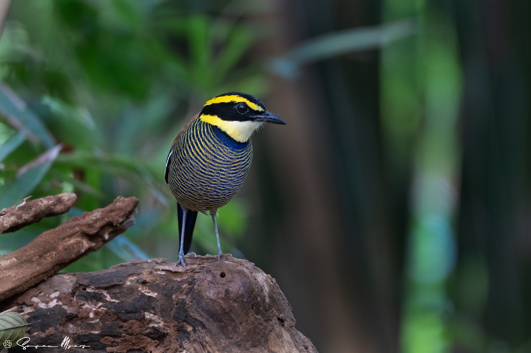 Java Banded Pitta - Indonesia Java - Myers.jpg