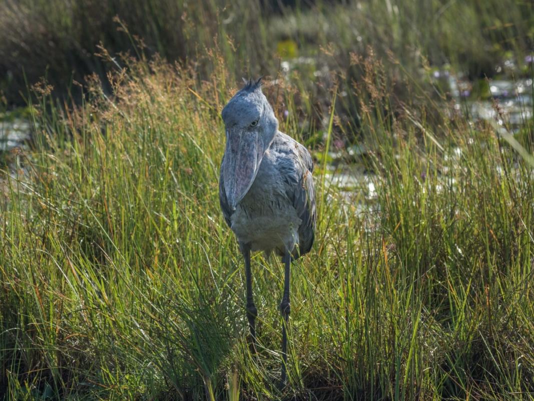 0000 Shoebill thumbnail.jpg