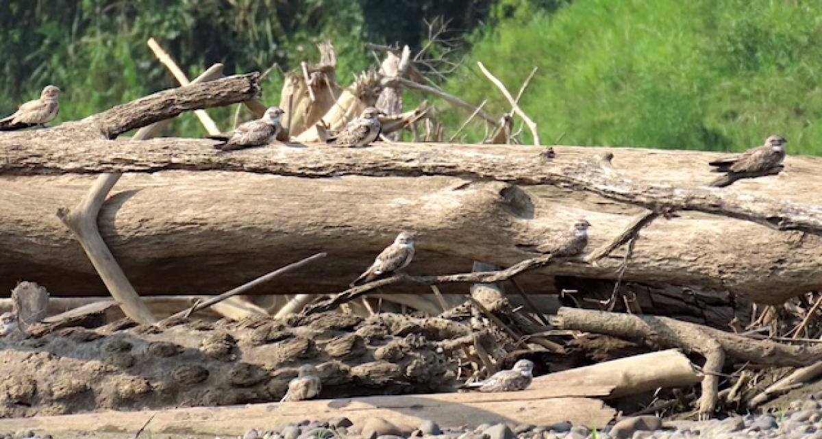 Sand-colored Nighthawks