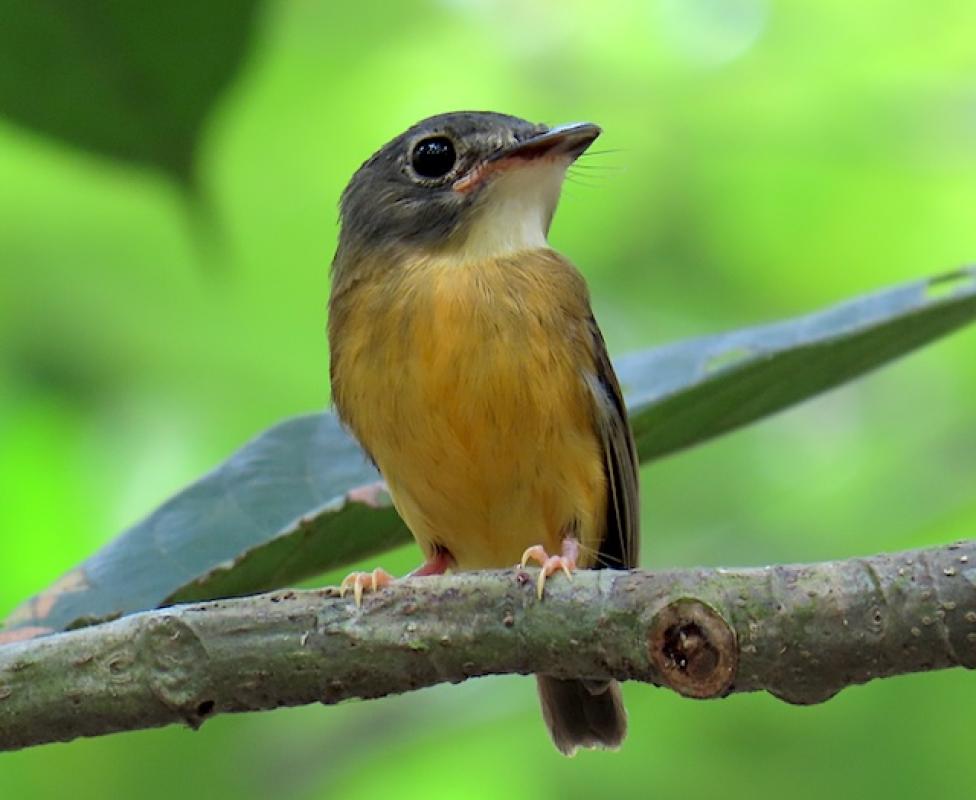 White-crested Spadebill