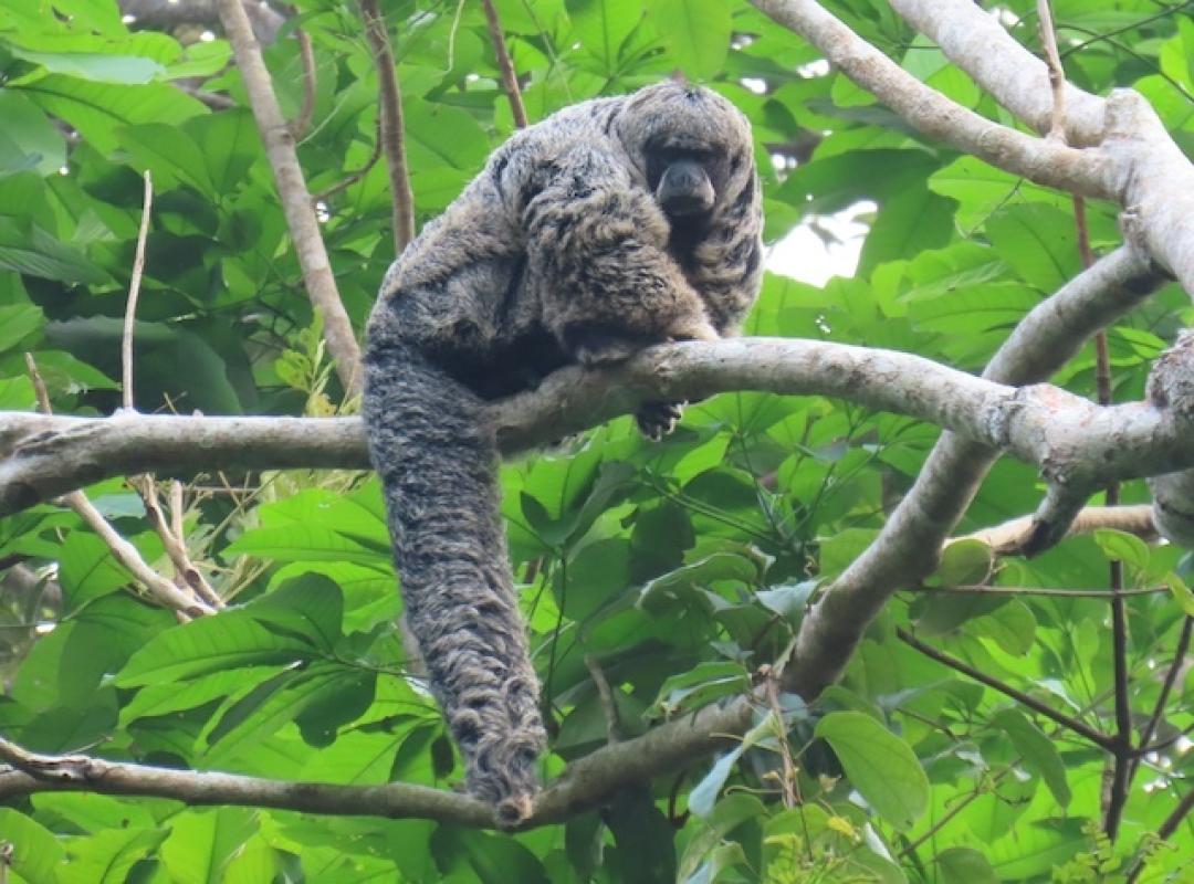 Gray's Bald-faced Saki