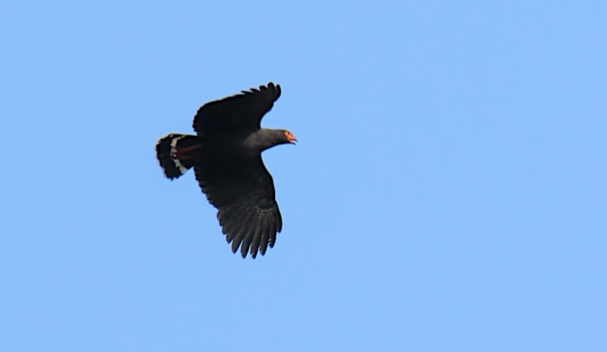 Slate-colored Hawk