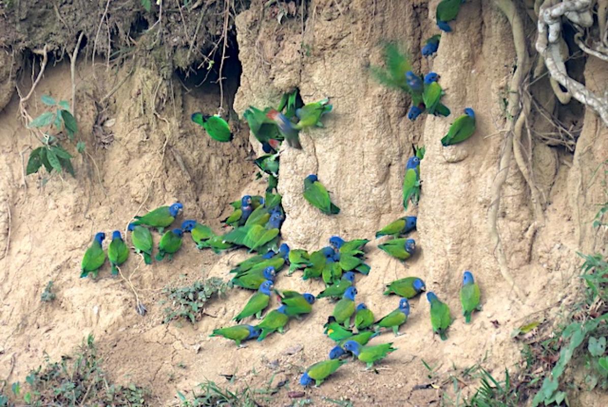 Blue-headed Parrots