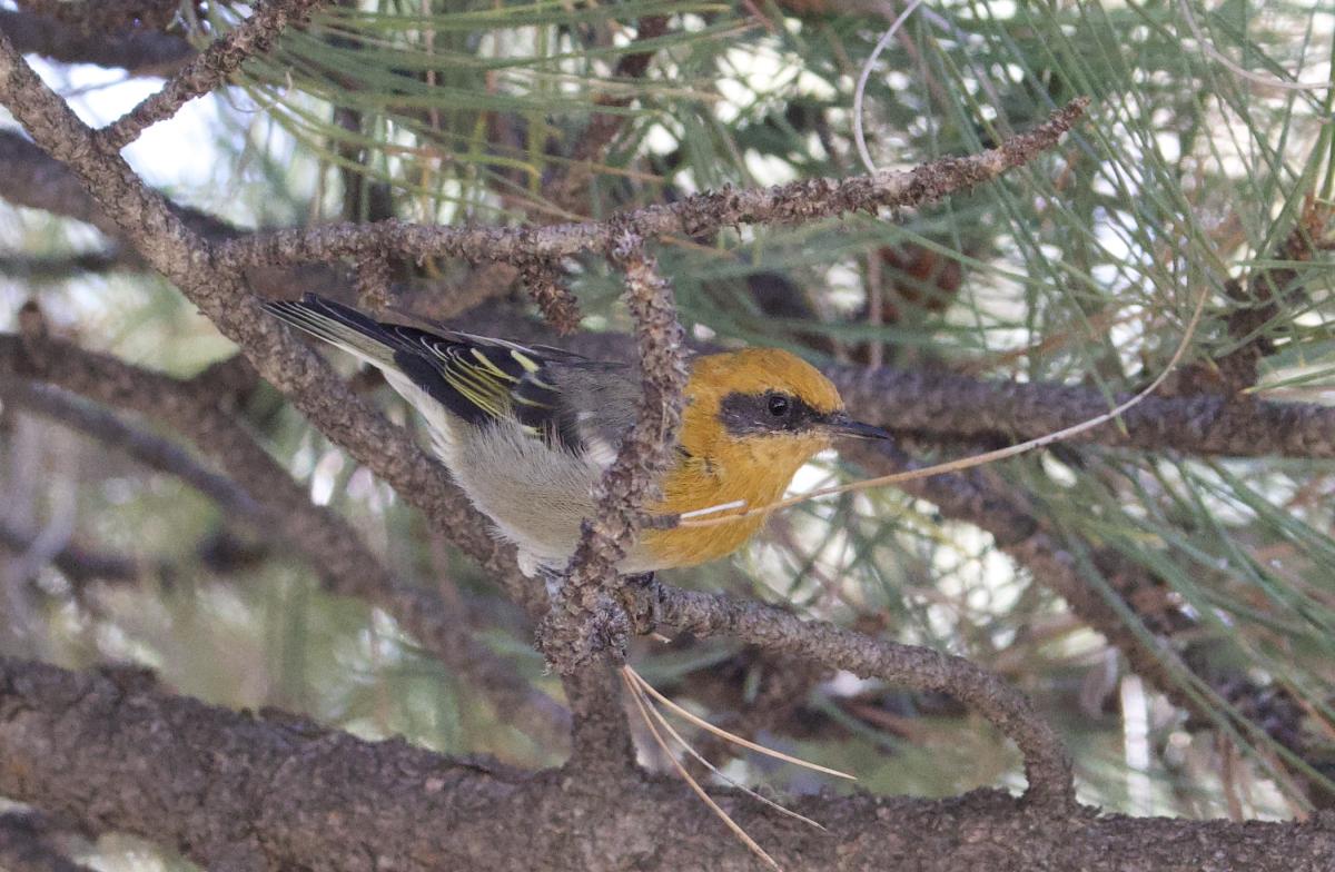 A male Olive Warbler.