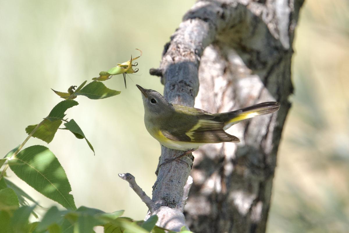 A very confiding American Redstart.