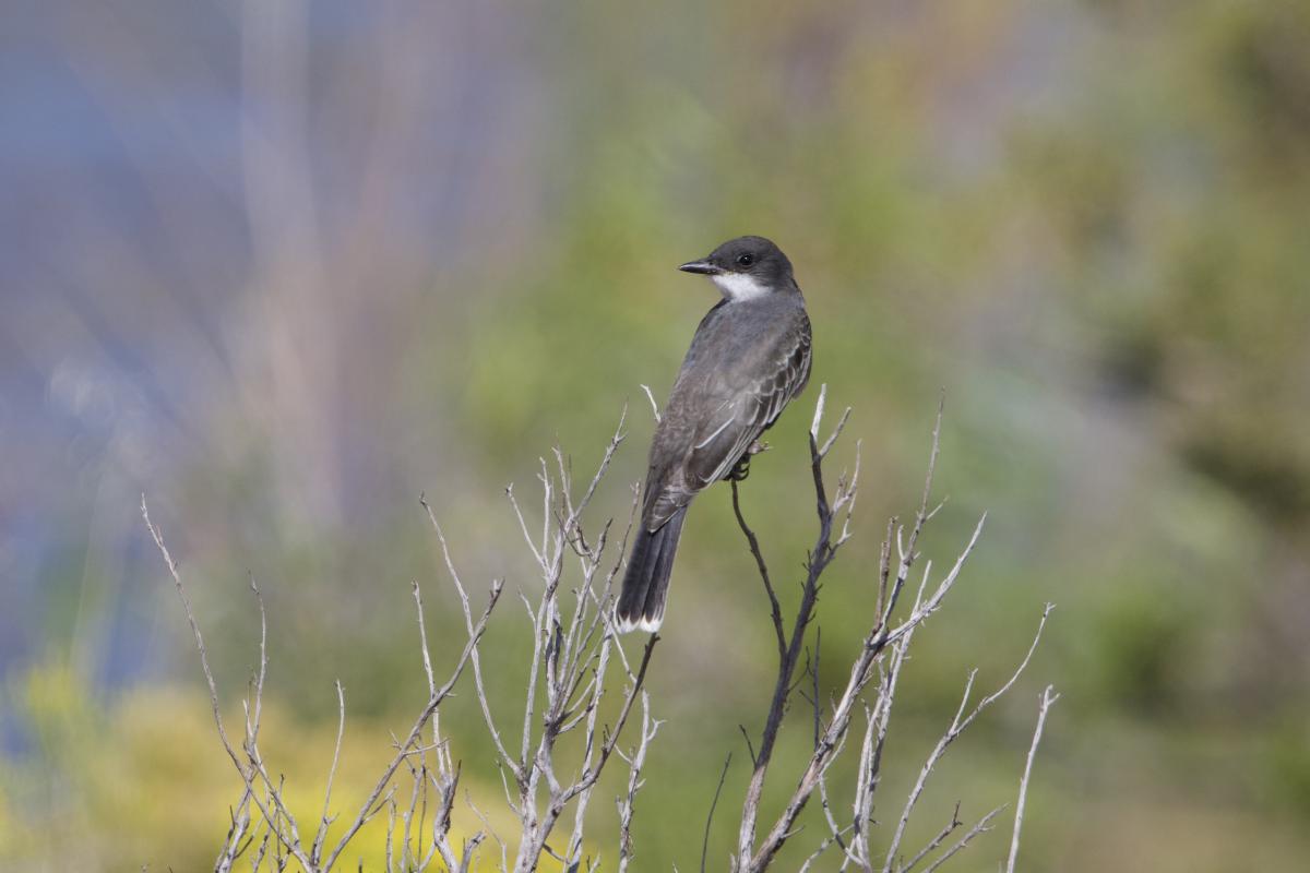 A surprise Eastern Kingbird.