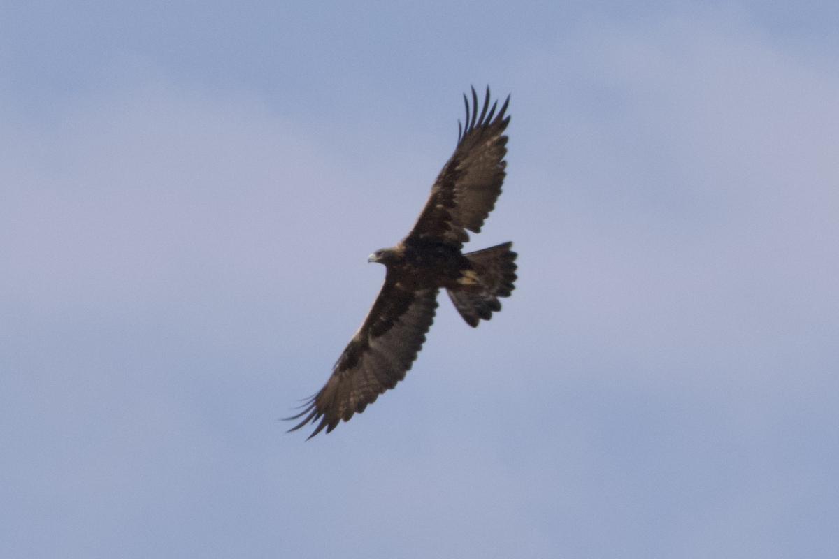 A Golden Eagle seen well overhead.