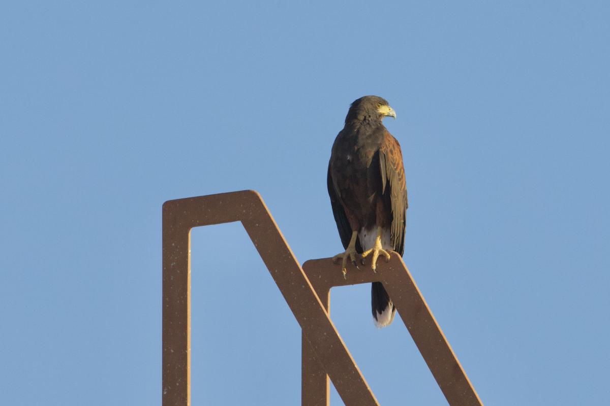 Harris’s Hawk catching the first rays of the day.