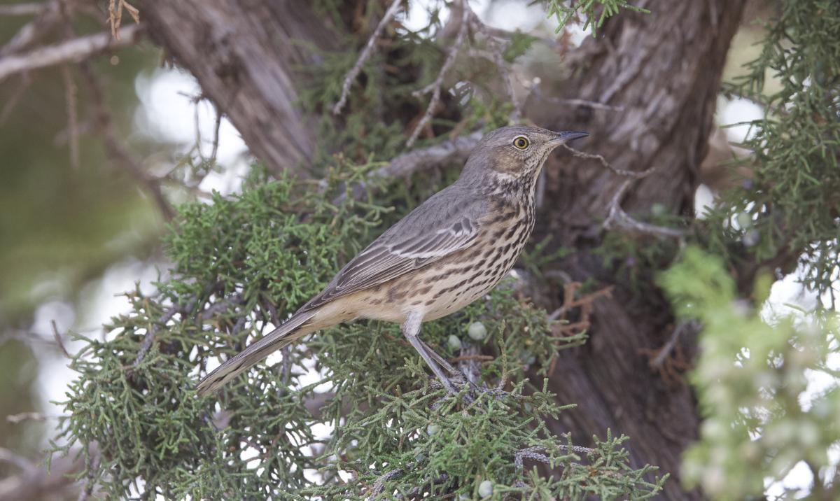 Sage Thrashers in abundance this year.