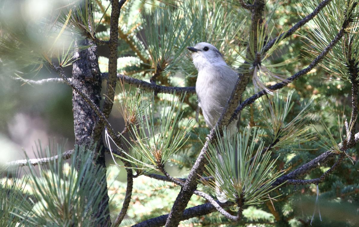 A Canada Jay watches our every move.