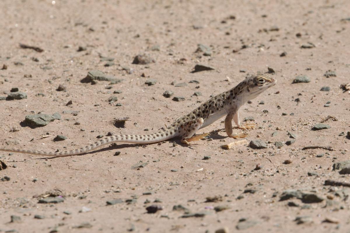 The predatory Long-nosed Leopard Lizard hunting.