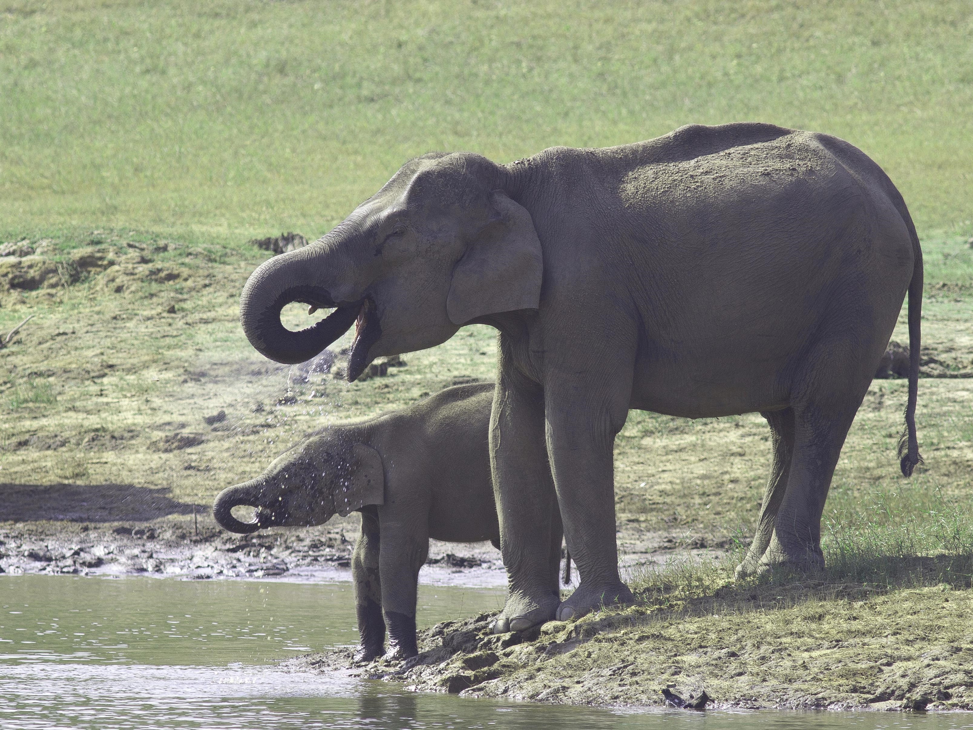 Indian Elephant at Periyar.jpg