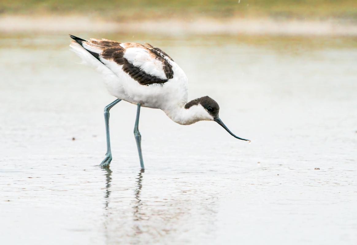 The lagoon at Falsterbo held several species of shorebird, including elegant Pied Avocets.