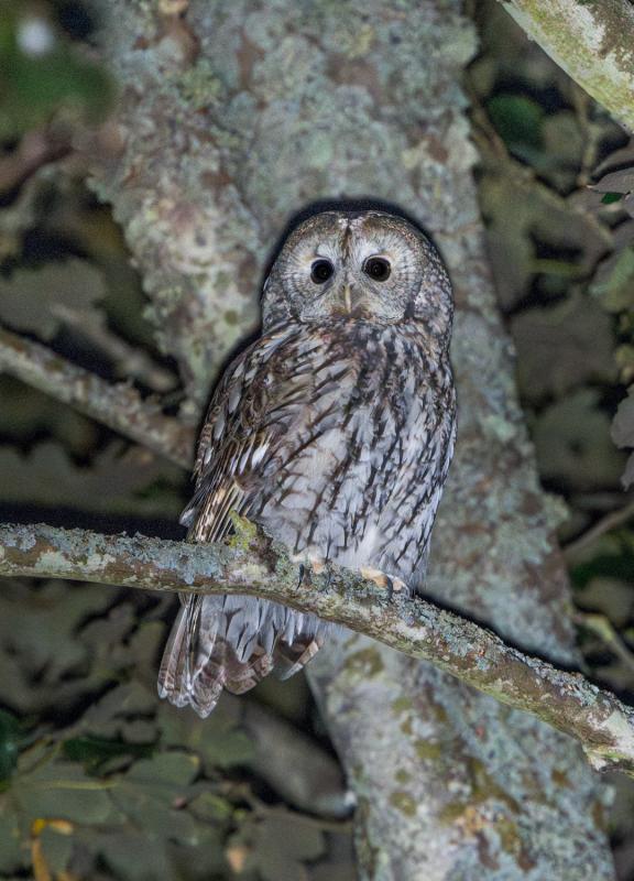 Resident species seen included this Tawny Owl – this photograph was taken a few days after the group enjoyed views of what was presumably the same bird, living locally in Falsterbo Park.