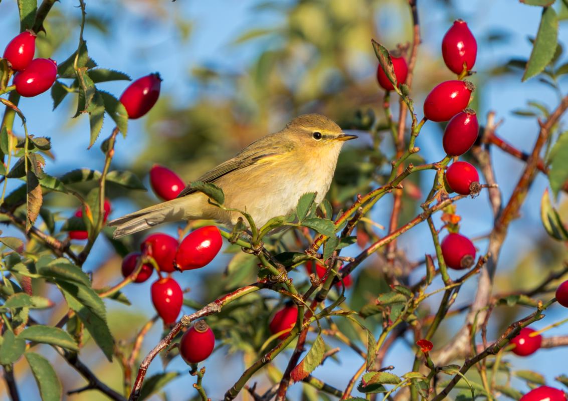 Common Chiffchaffs were numerous…