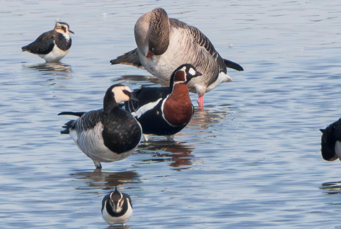 Surprises included a migrating Lesser Spotted Eagle and this Red-breasted Goose.  