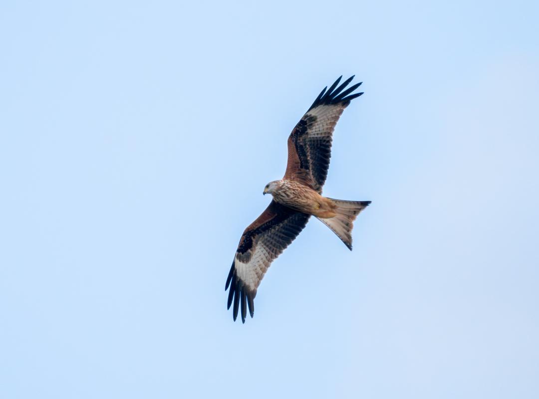 … Red Kites...