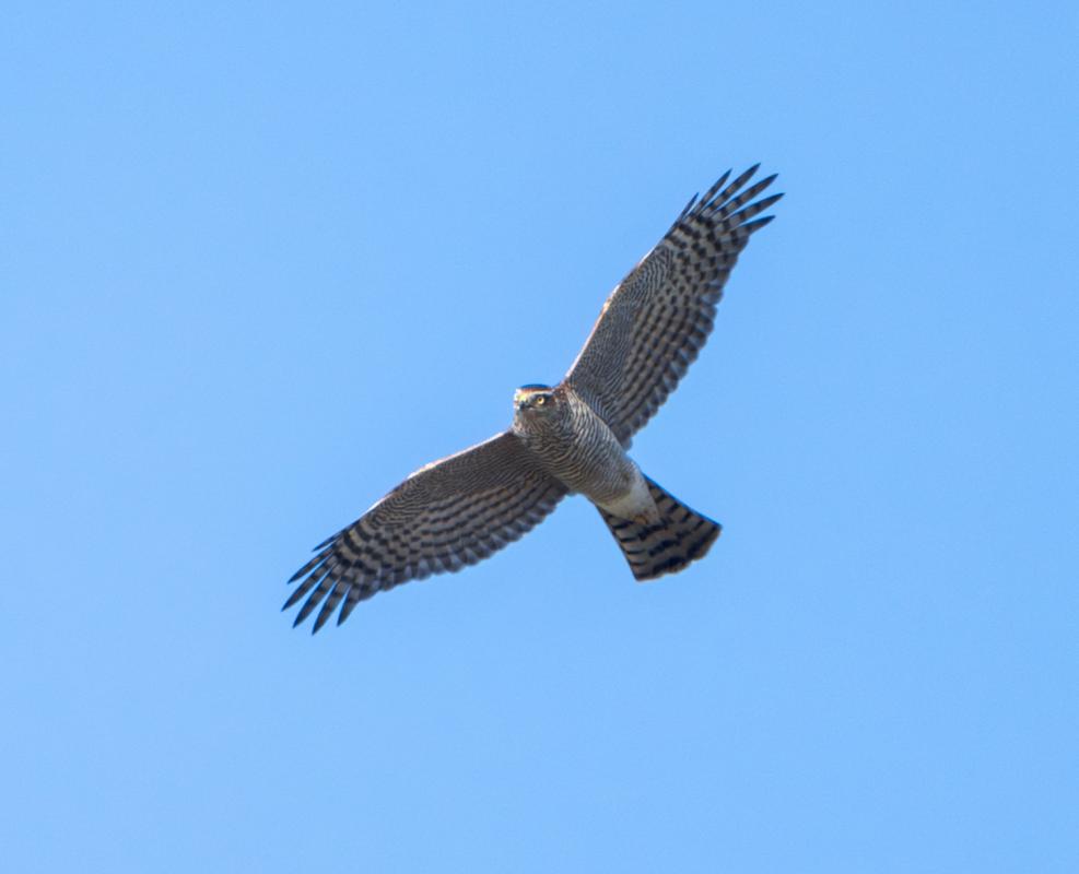 …and Eurasian Sparrowhawks.