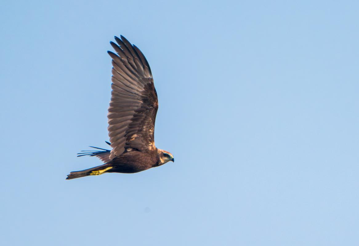 Expected migrants included raptors such as Marsh Harriers…