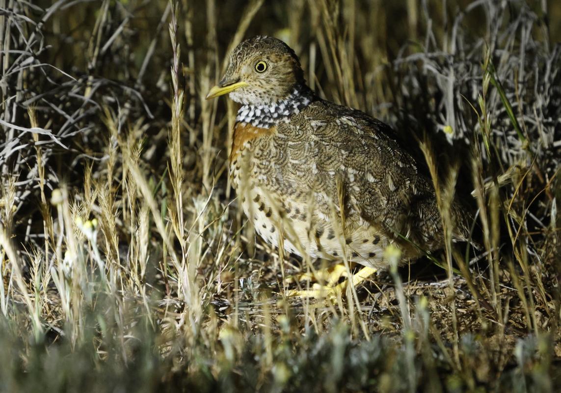 Plains Wanderer