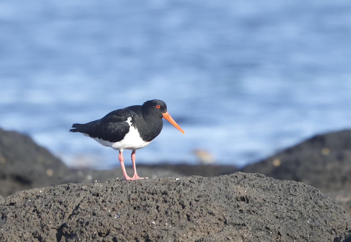 Pied Oystercatcher