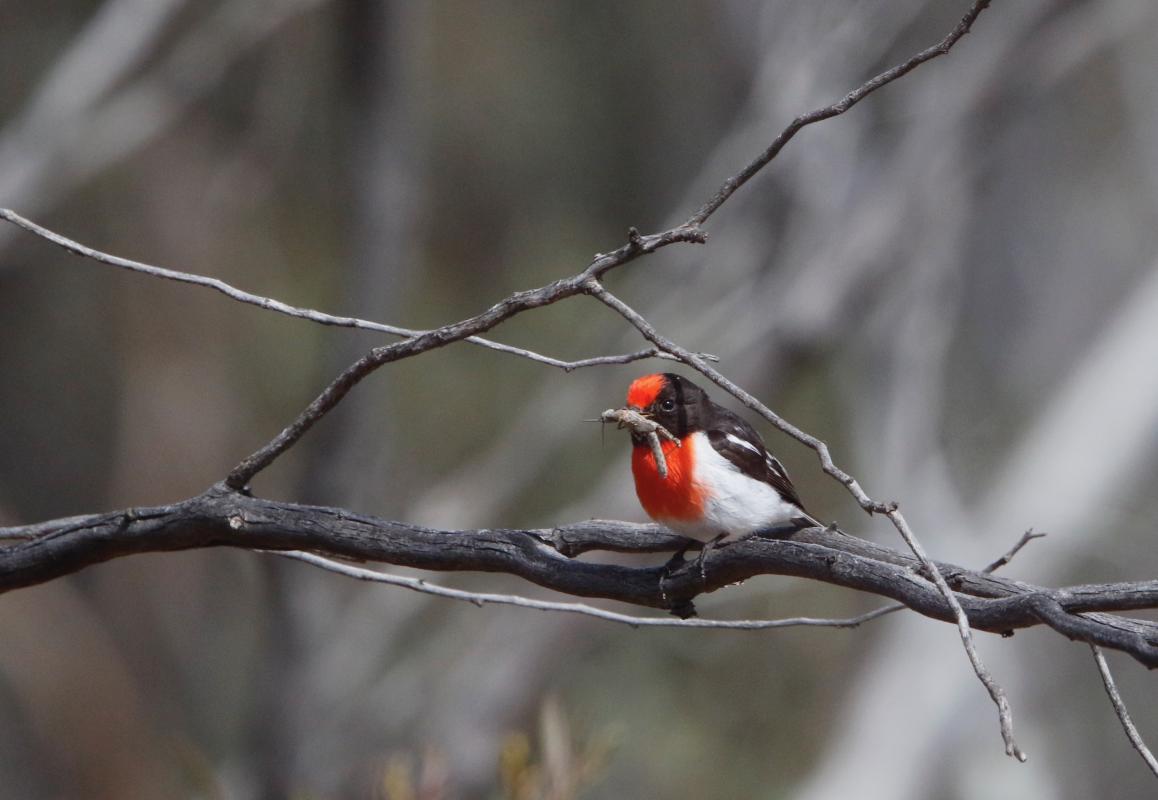 Red-capped Robin