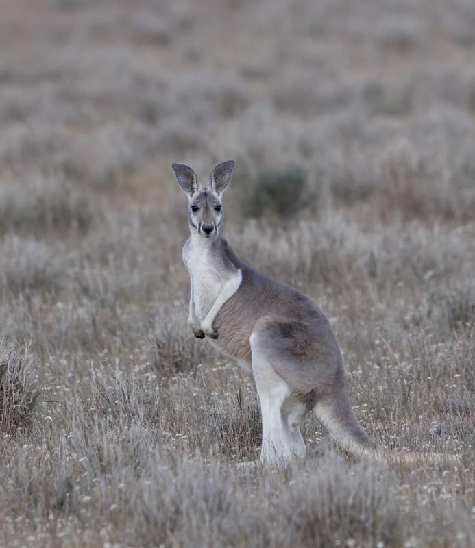 Red Kangaroo