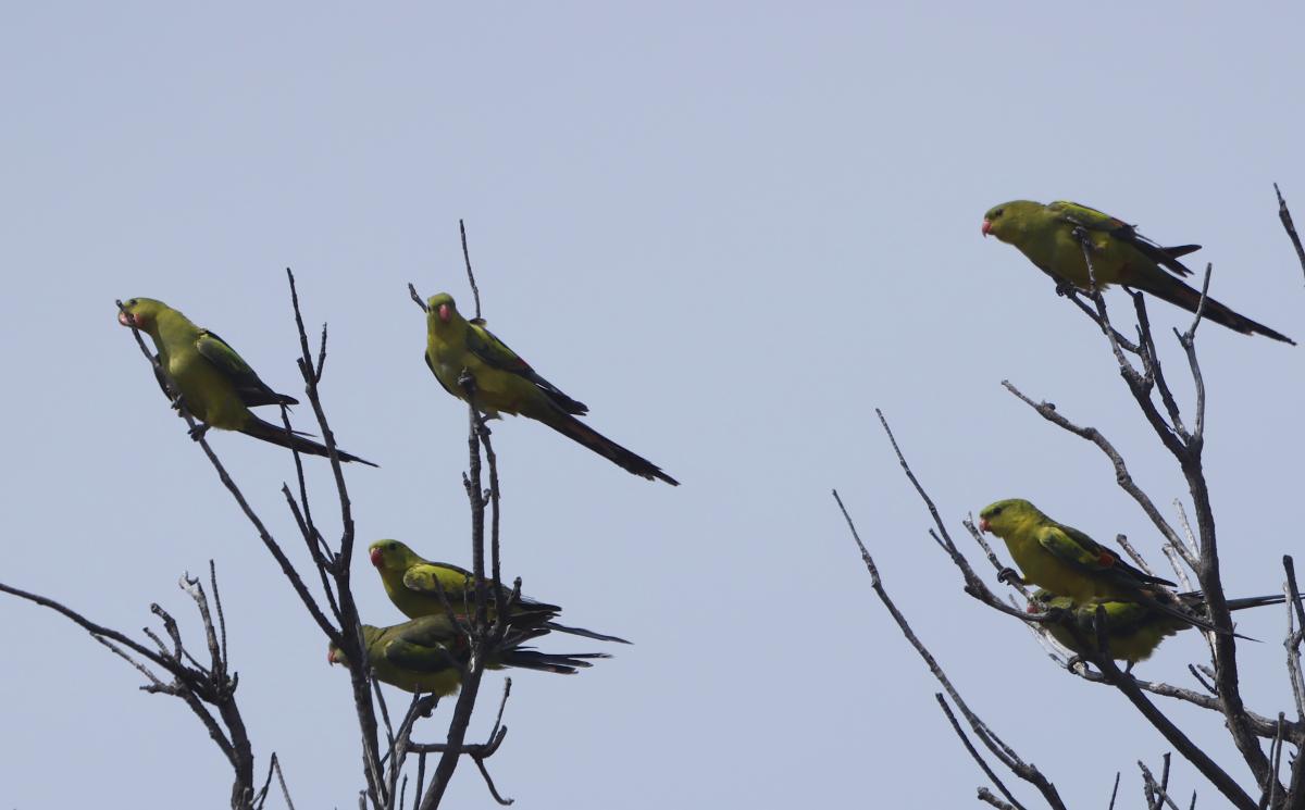 Regent Parrot