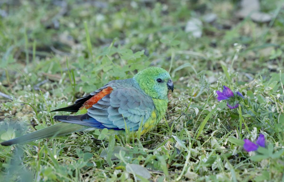 Red-rumped Parrot