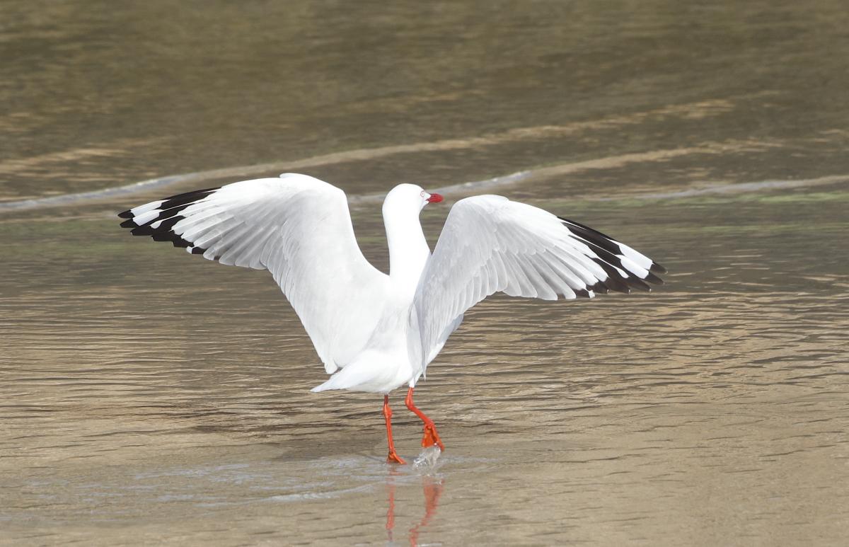 Silver Gull.