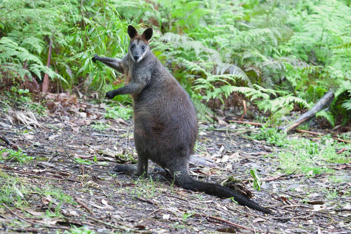 Swamp Wallaby