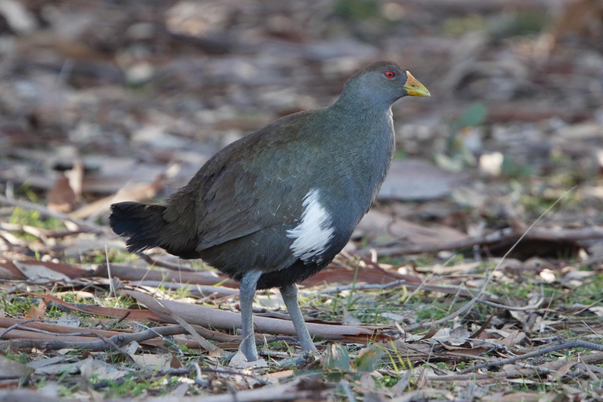 Tasmanian Native Hen