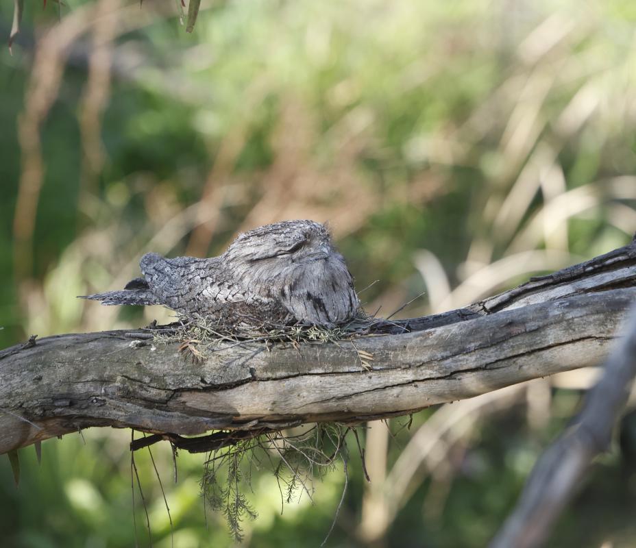 Tawny Frogmouth